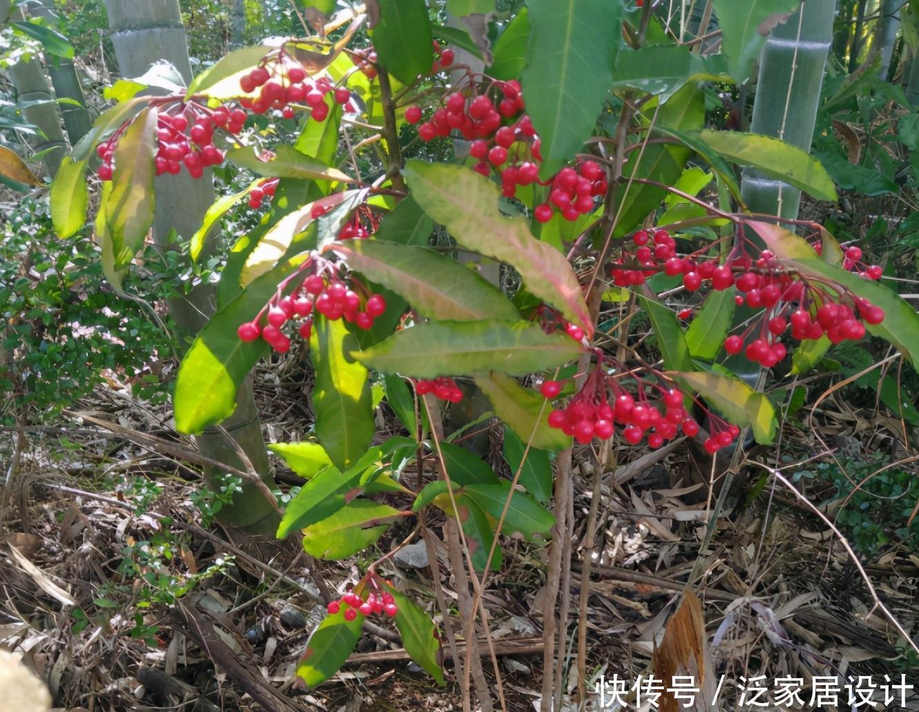 若是去野外，请留意“结红果”植物，挖回家制成盆景很高档