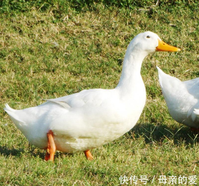 吃肉|三种肉食反而有利于控糖？血糖高患者必备知识