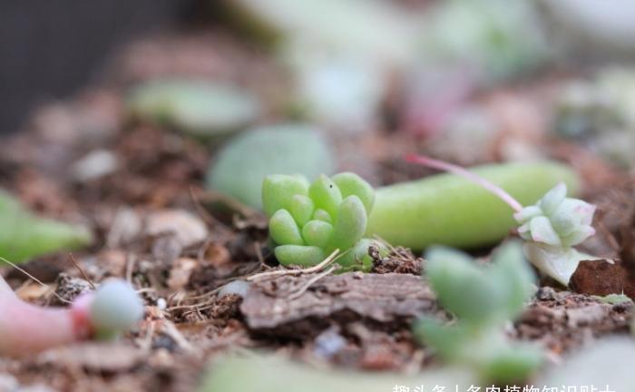 多肉大叔的叶插秘籍,掌握这4点,再也不愁阳台摆不满