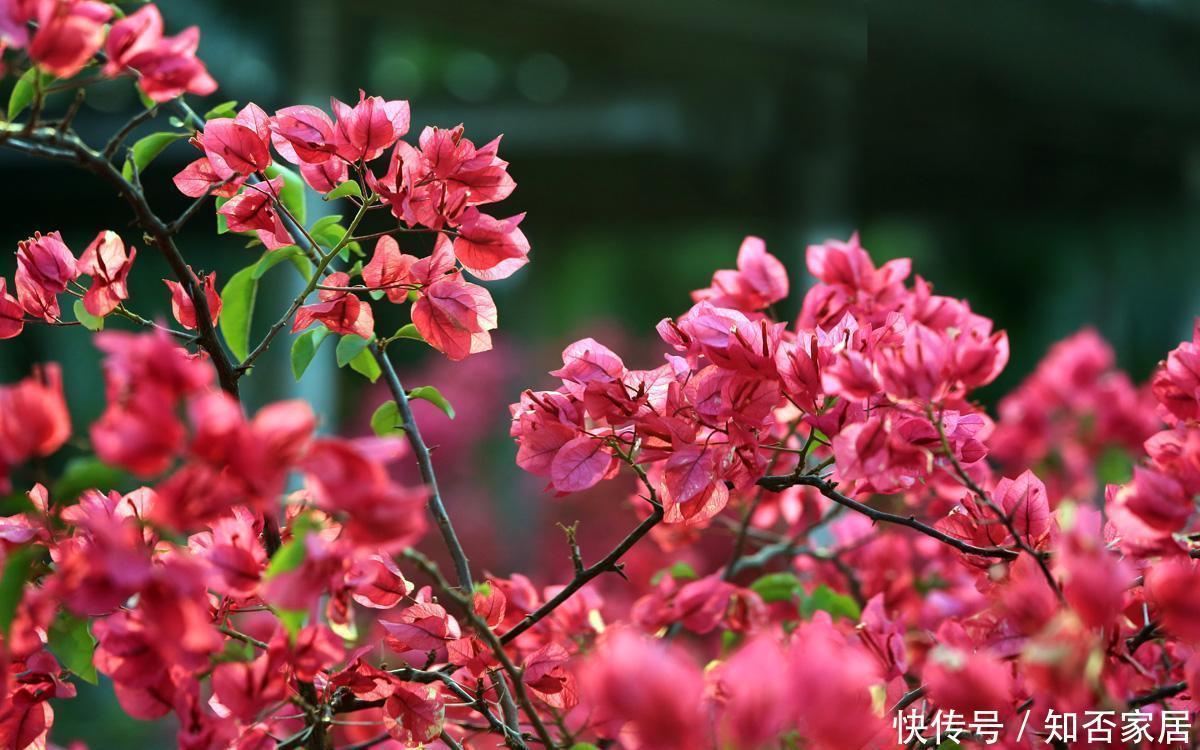 缓释肥|初冬扦插的三角梅,做好这两点,平稳度过一冬天