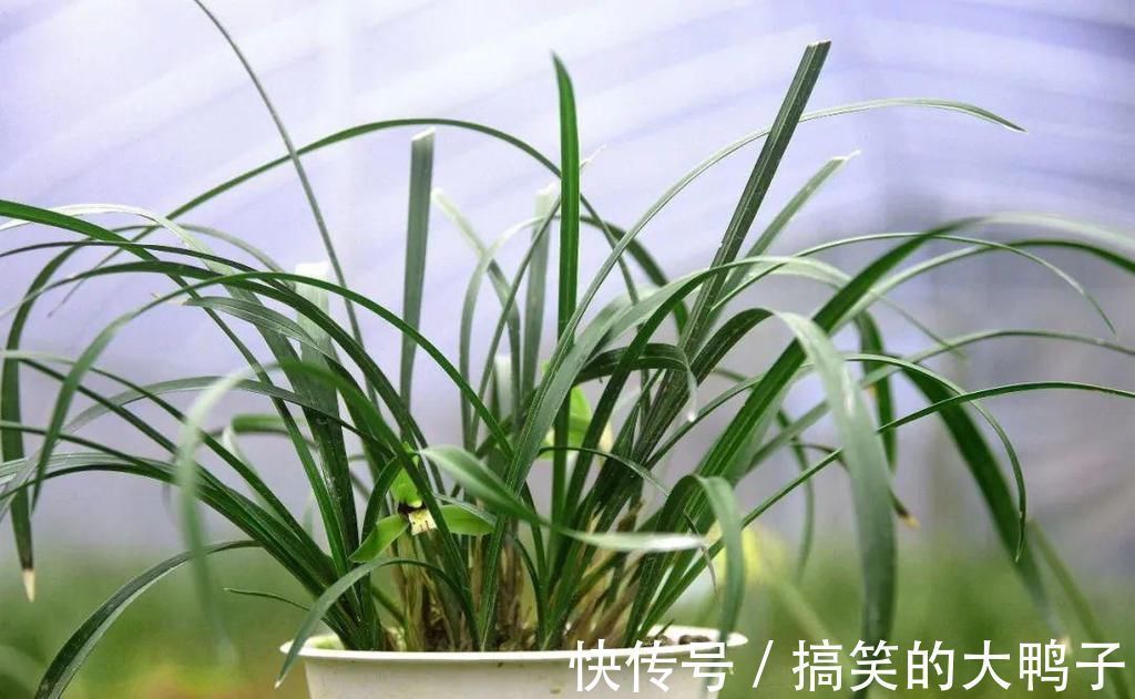 兰花几天浇一次水?3天浇一次,和15天浇一次有区别吗