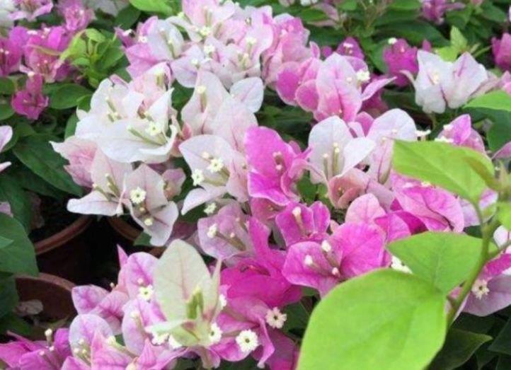 4种富贵花,添福添贵添好运,开花又大又艳,比牡丹美