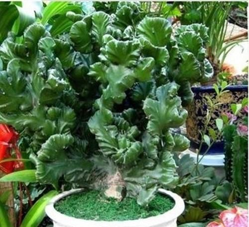 盆栽|3种其貌不扬的植物,养一盆家里变成“天然氧吧”,是盆栽佳品!