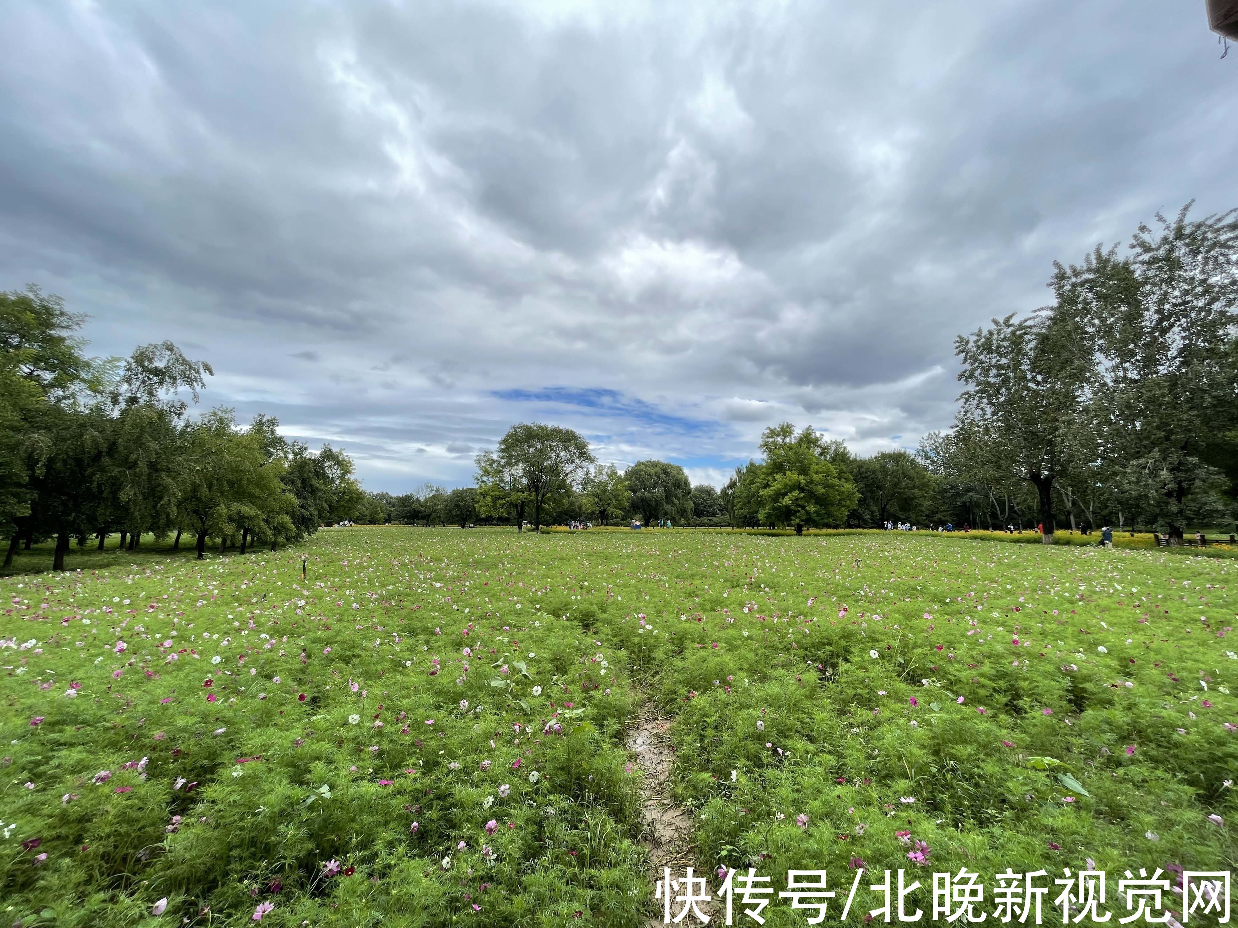 百日草|数万株各色菊花、“心形”图案百日草……北京奥森花海进入盛花期