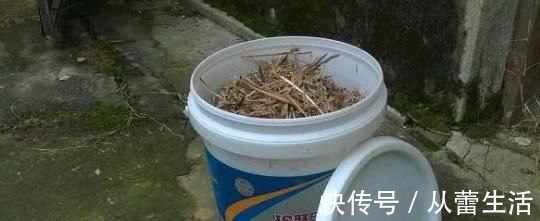养花土里加点料,肥的流油,从来不板结,开花太猛了
