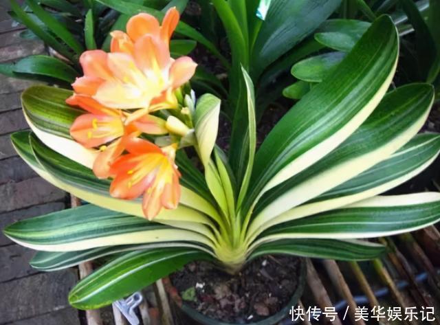 花盆|养君子兰有“六怕”，你知道吗？新手一定要避开