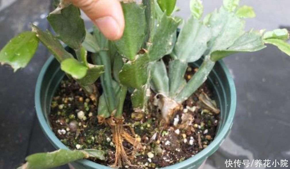 阳台上|家中养蟹爪兰，夏天有“3怕”，提前了解好，才能安全度夏