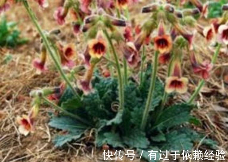 四氧嘧啶|农村这种野草,对高血压、糖尿病的功效很好,遗憾今天才知晓