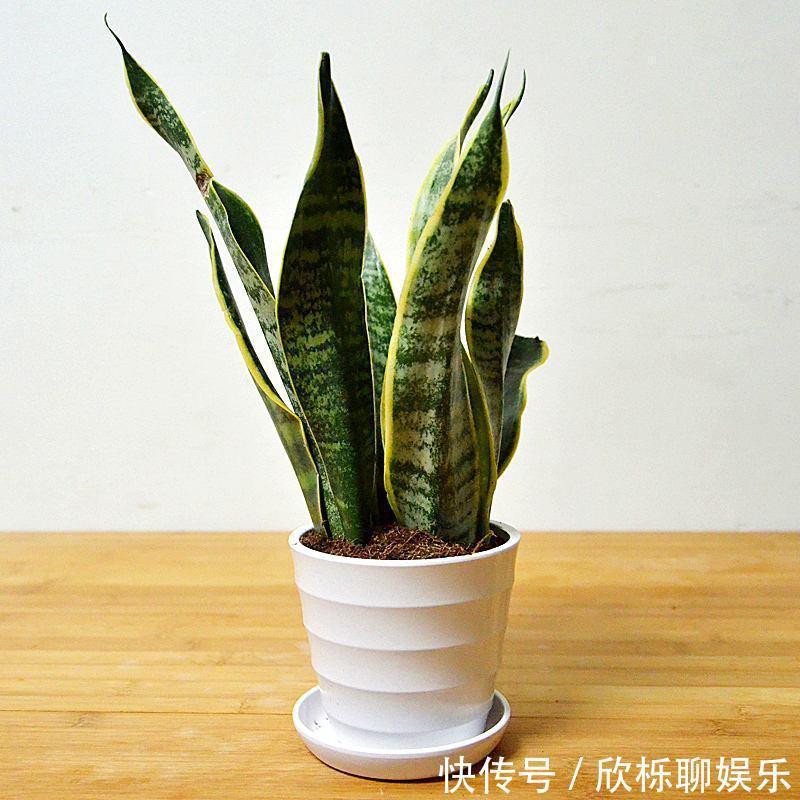 花农的张姨说,此”花“比绿萝、吊兰好看又好养,净化空气没得说