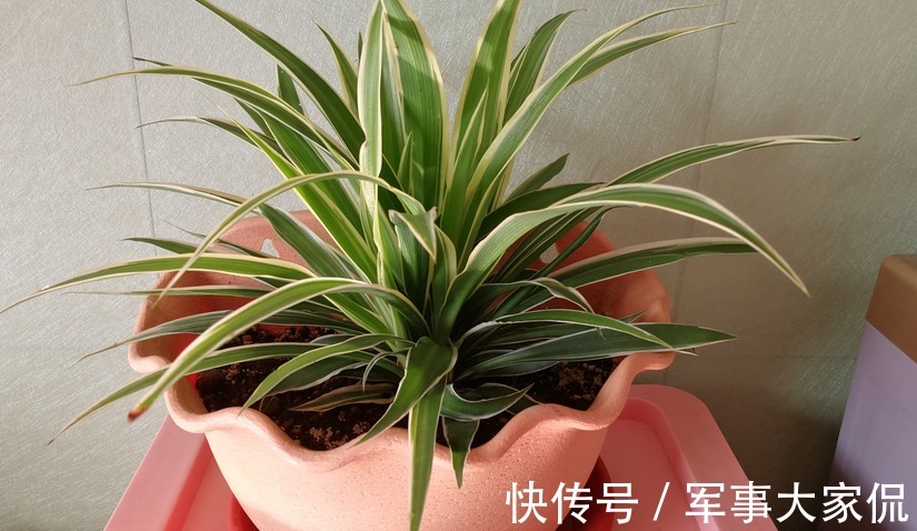 亮点|家庭养吊兰,照顾到此3点,普通绿植秒变家居“亮点”