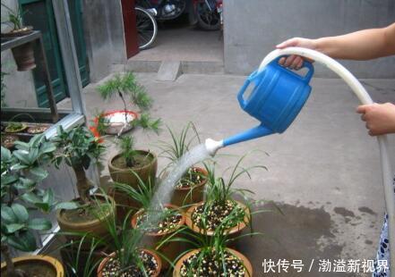 花卉|养花“养根”很重要,5个小妙招,白根粗壮,半年撑爆盆!