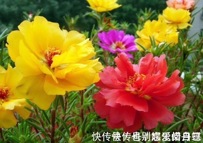 龙骨瓣|适合家养的5种花卉,好养易活易爆盆,花色艳丽,阳台开成小花园