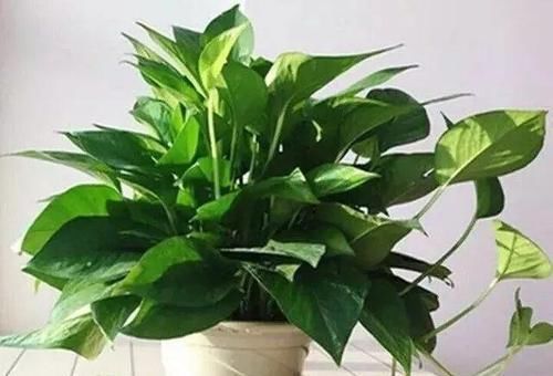 养花不懂换盆?永远等不到植物开花,养一盆黄一盆!