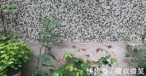 养殖花中皇后月季，盆栽做到4点，花朵个大色艳、数量多