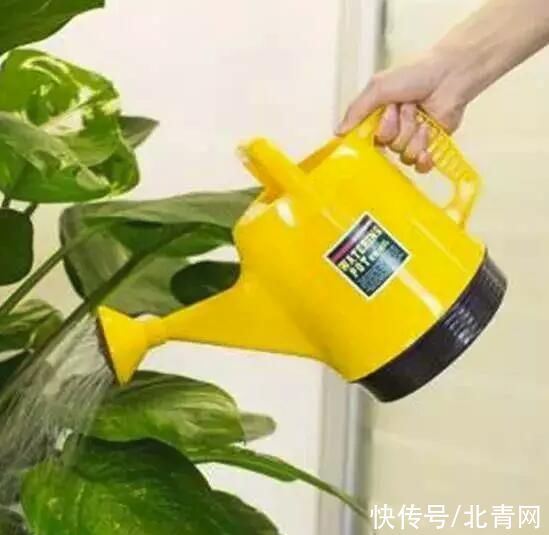 小技巧|这种水,被称之为“养花夺命水”,浇1盆死1盆,你还在用吗?