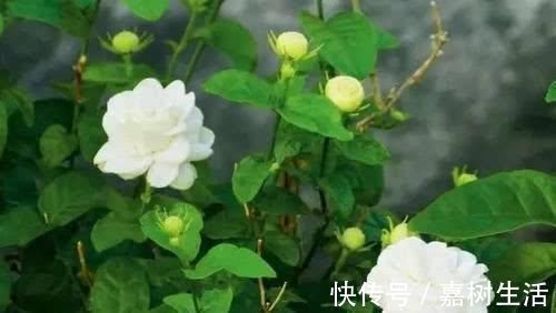 满屋|茉莉花有4喜,了解掌握,开出层叠群花,满屋都是花香