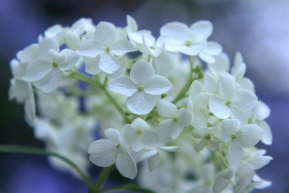 几种花,开花漂亮又好养,花叶俱美超漂亮
