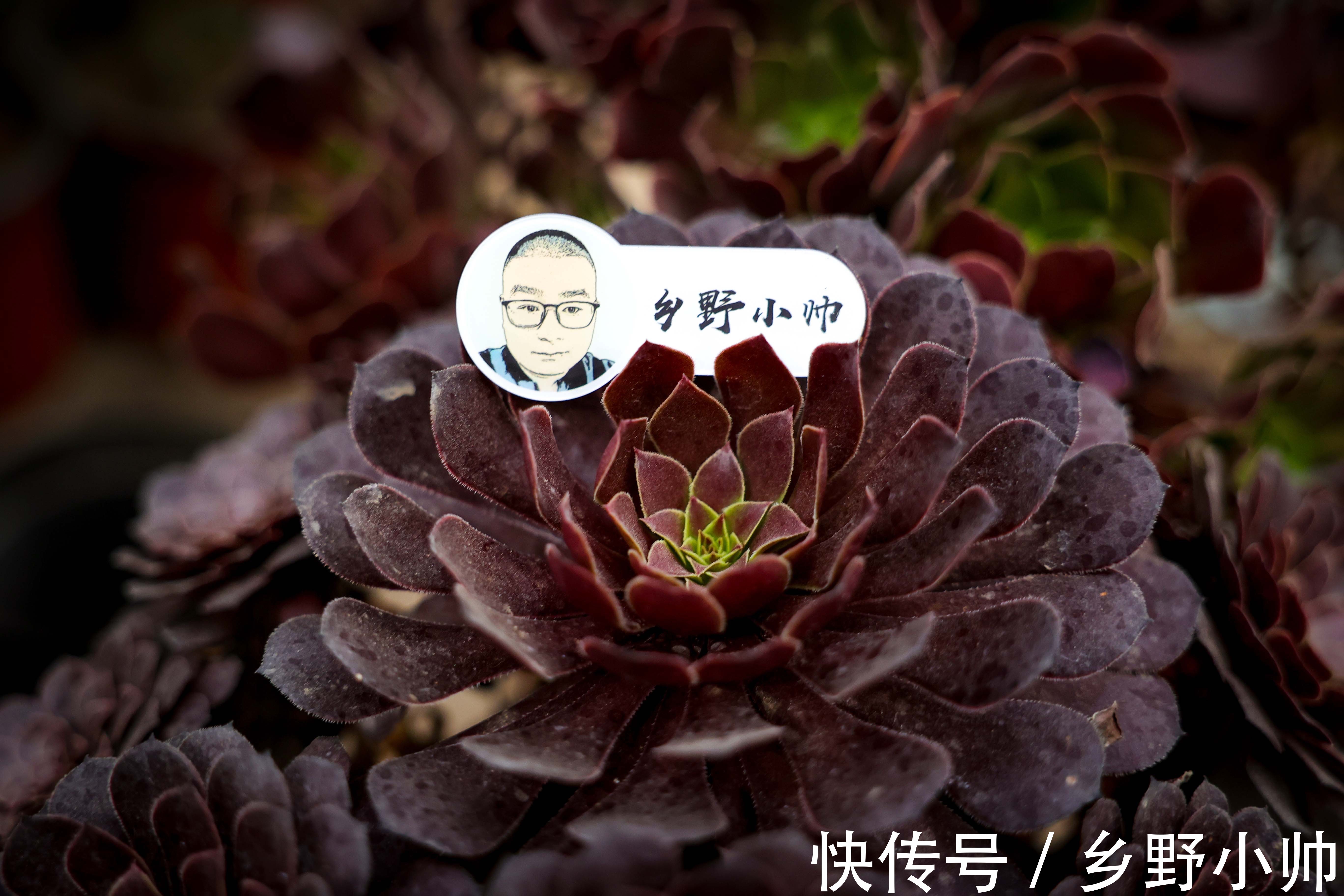 美杜莎|九月多肉季,小帅推荐这2种类型的多肉,好养又漂亮