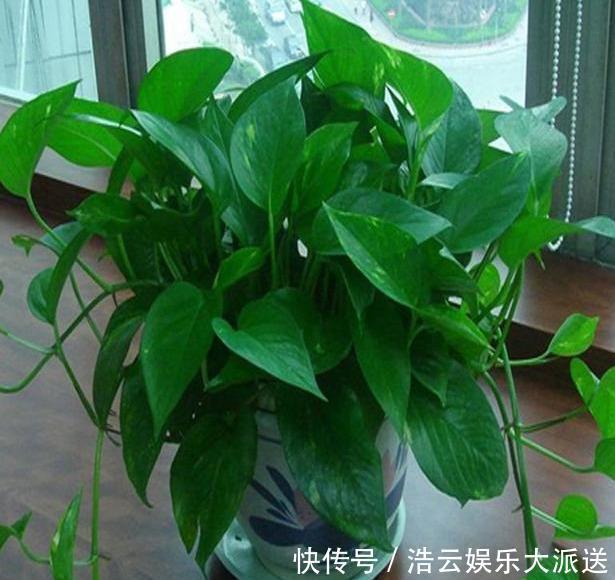 叶面肥|用啤酒浇花快停下,做错这一步,浇一盆死一盆!