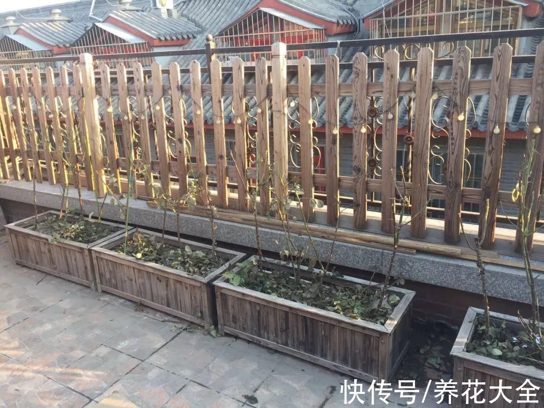 7种花冬天会假死，叶子掉光不要扔，明年还能大爆花