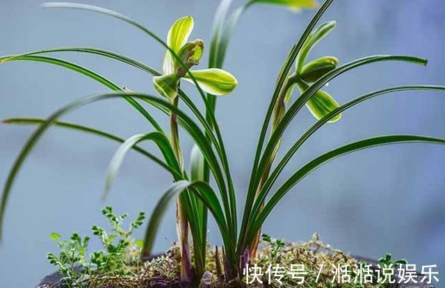偏施|兰花病歪歪的不开花3点做不足,养成“吊兰”,难开花