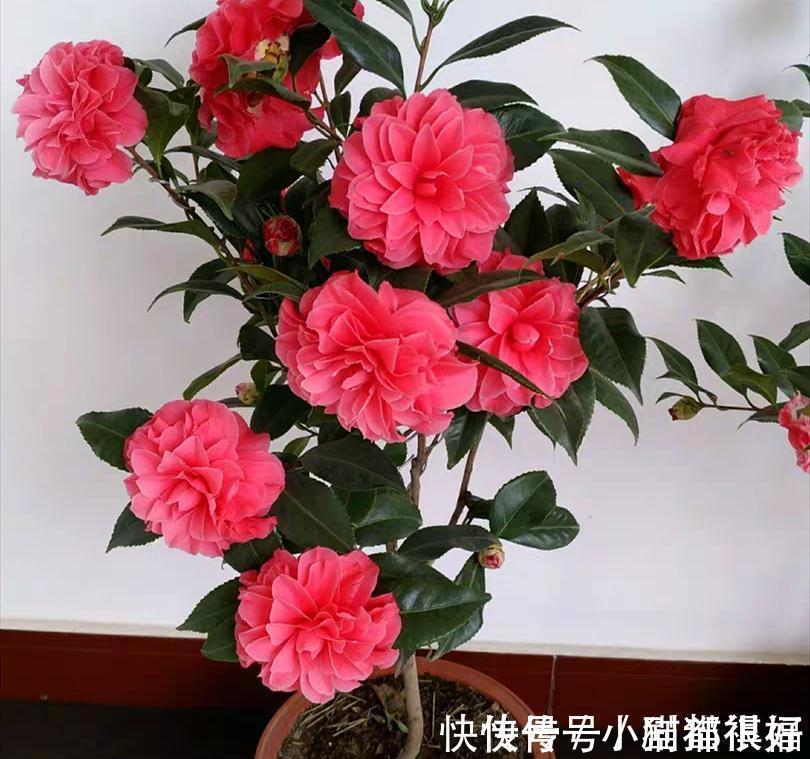 寓意|五种“吉祥花”,建议养一盆,不仅寓意好,还利于健康