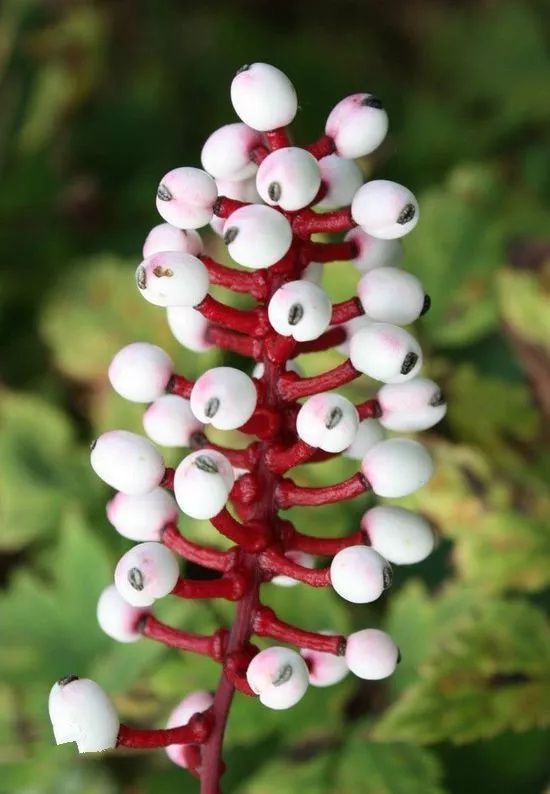 蓝眼菊|乡下拍到的照片,99的人没见过尤其是第7张绝了