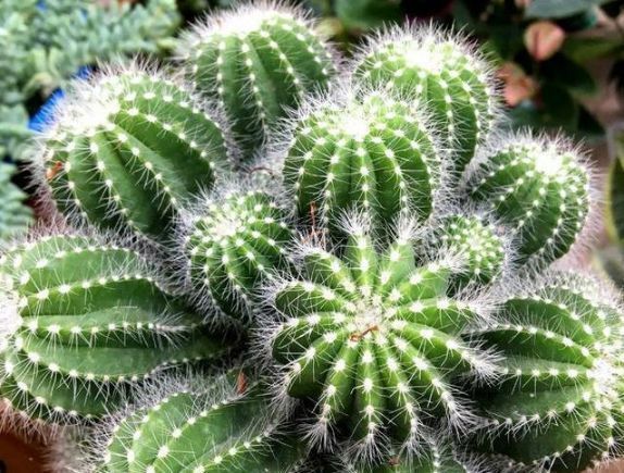 不会养花就买3种“便宜花”,几块钱1盆,年年开花不断,超漂亮