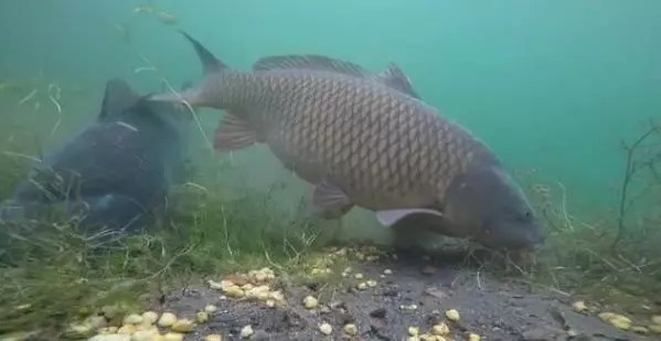 野钓调漂究竟调几钓几最合适？钓鱼高手这样调，从没有空军过！