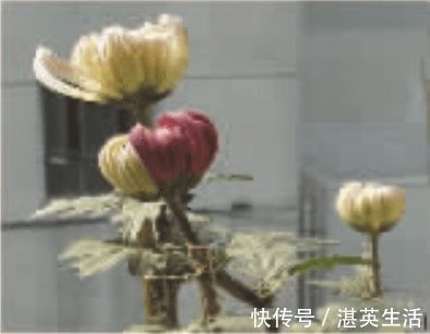 三倍体|娃是亲爹的,验DNA却是亲叔的,从生物学角度如何解释?