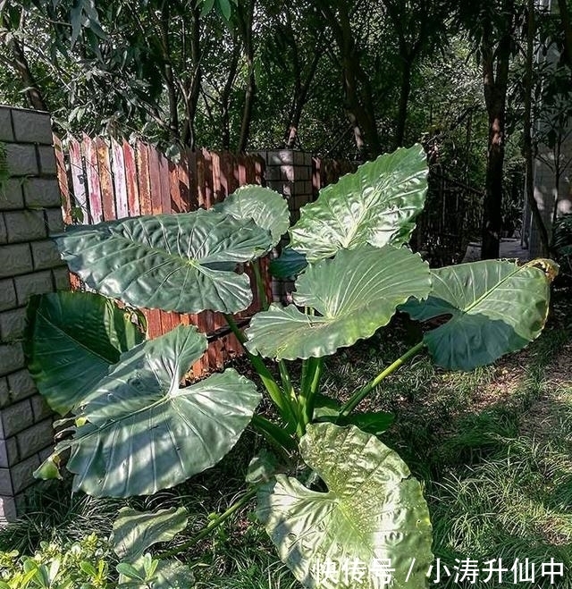 五色梅|8种常见“有毒花”,小心误买回家,家里有小孩要谨慎,安全第一