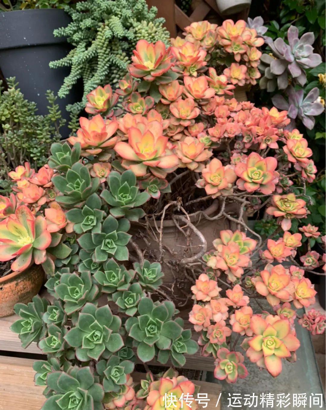 十几年的多肉“妖精”,自然老桩头,造型太美