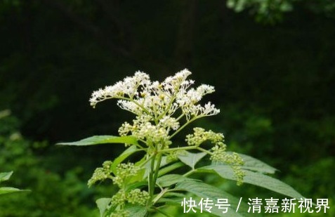 血脂|夏天多吃以下几种野菜,可降血压血脂、活血化瘀、益气强心