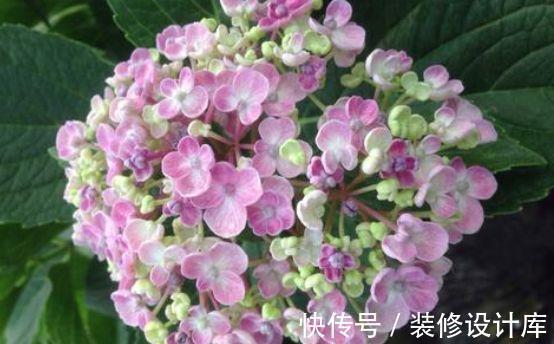 从7月26日开始 家养此款花卉 阳台开出花海 粉紫色