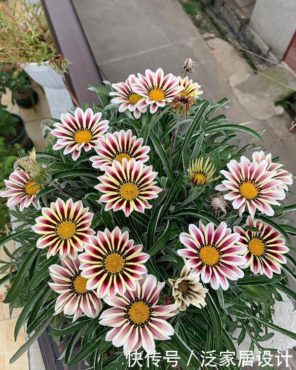 别错这款盆栽“新宠”,“一杆多花”颜色艳,单叶就可繁殖一大群