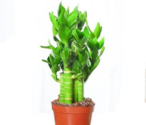  摆放|八款最适合居家养殖的花卉，个个都是高颜值，高端大气显档次