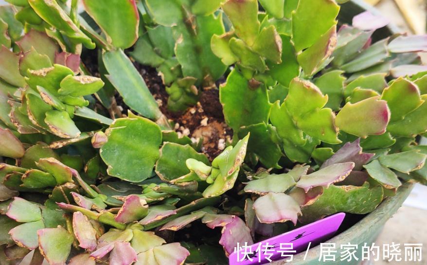 夏季蟹爪兰叶片萎蔫还烂根,实践告诉您是这些地方没做好导致的