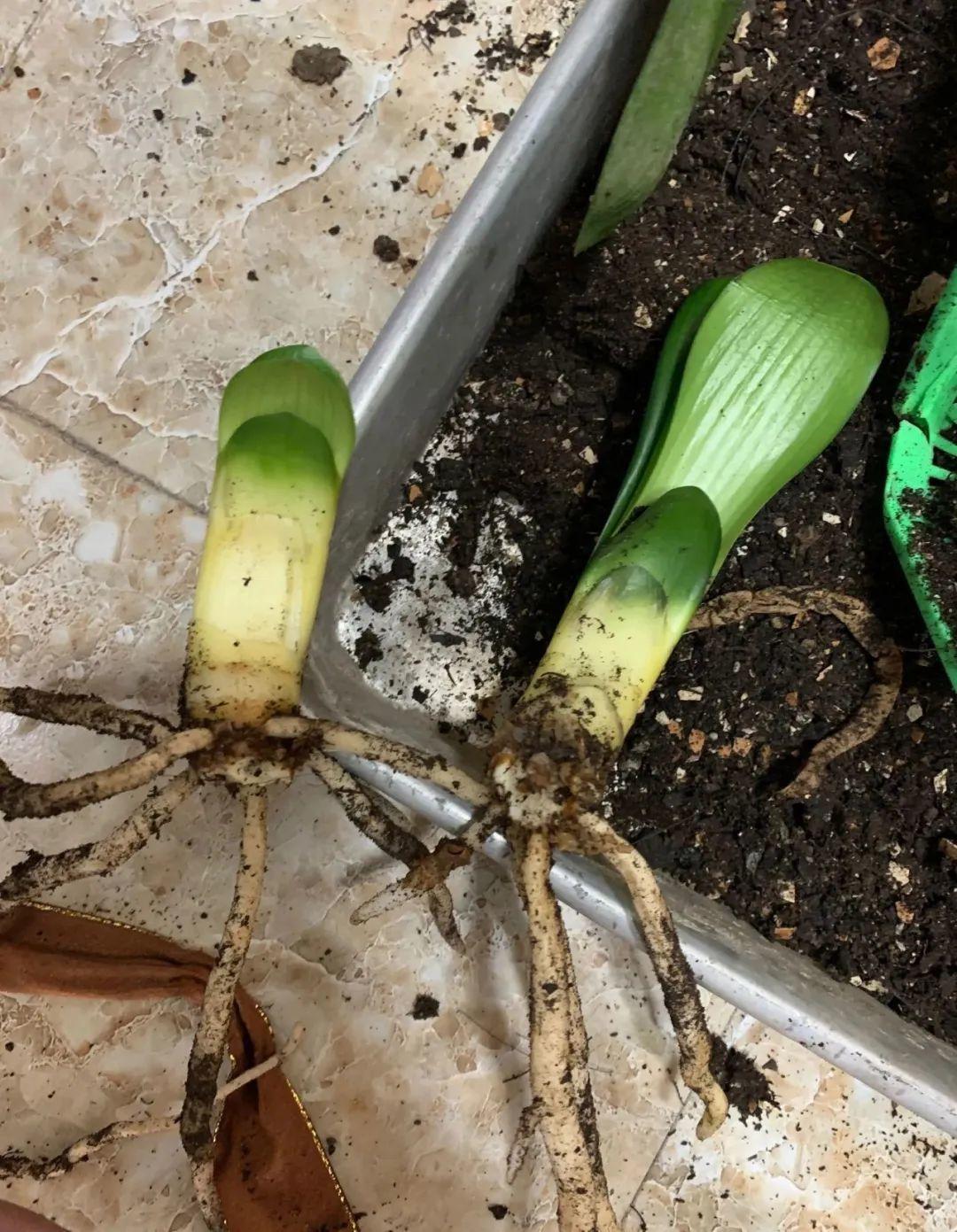 3种花不用扦插,掰下来就能活,1盆变10盆,懒人也能养!