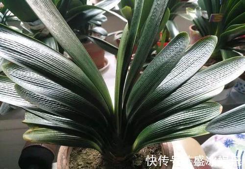 补充水分|养君子兰不会浇水主要看叶子，水多水少有信号，养护也方便