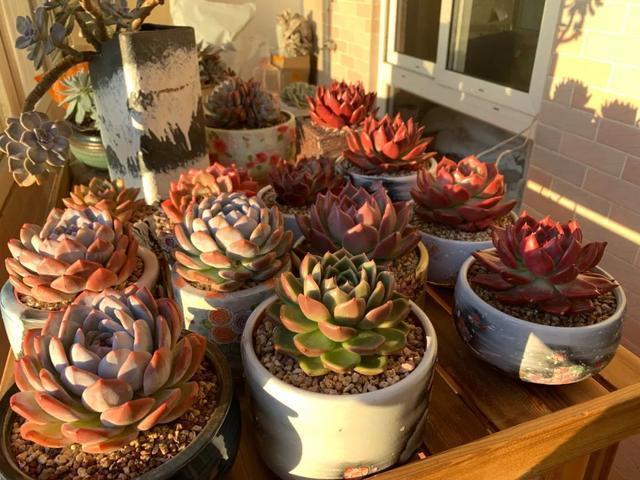 所爱隔山海,山海皆可平!多肉不只露养好看,灯光下的多肉也精彩