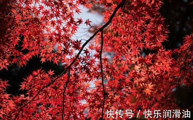 巧遇|未来两周，结香花开，旧爱难忘，四大星座巧遇前任，再度牵手