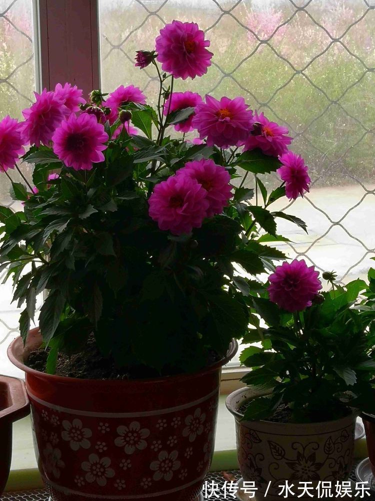 名菊|喜欢菊花,不如养盆“珍贵名菊”绿朝云,似惊鸿起舞,美丽优雅