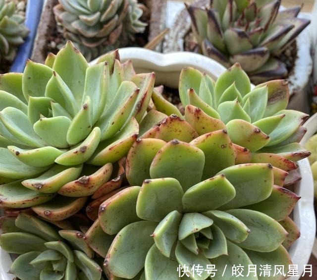 度夏|绿了也是心头肉,开始为度夏担忧!