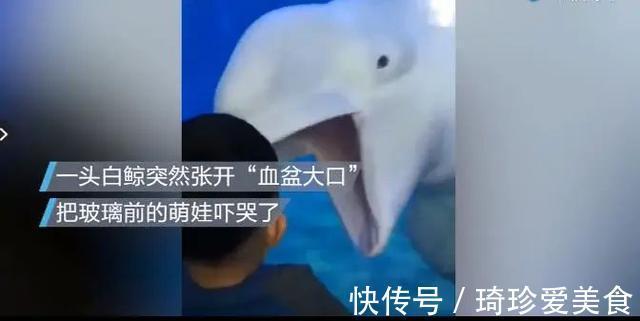 小男孩|白鲸张开“血盆大口”吓哭孩子,专业抢镜20年,一看就不正经