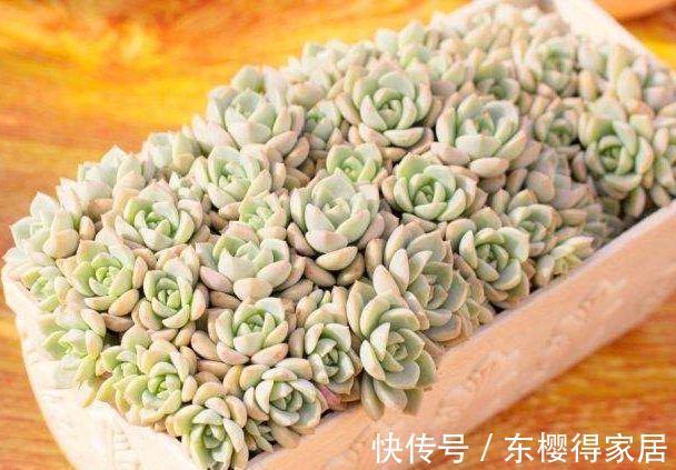 普货多肉|普货之王白牡丹，用点小技巧，轻松变成迷人的粉牡丹，特别好看