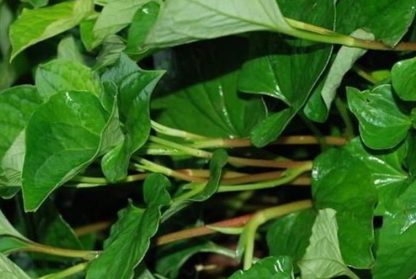 吸收率|农村人的天然钙片除了排毒消炎补钙，还有许多好处，吃到就是赚到