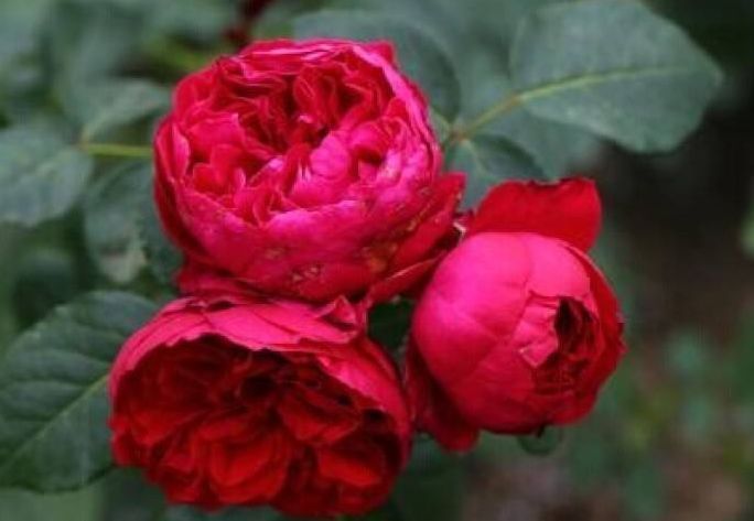 喜欢菊花，不如养盆“精品玫瑰”红色伊甸园，开花爆盆，花比叶多