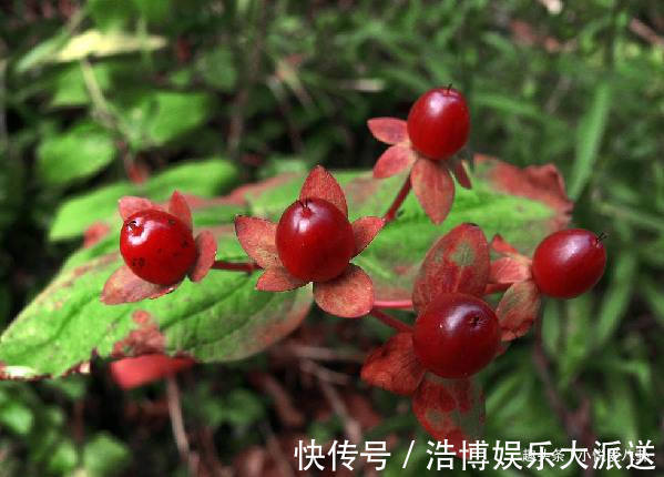 心血管|十个女性九个妇科炎症,每晚来一杯,预防子宫肌瘤,子宫越来越好