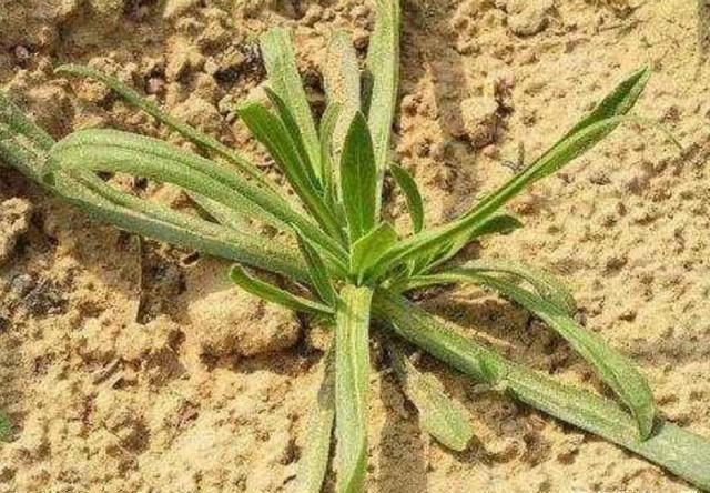 爱人们|乡下一种野菜,营养十分丰富,用来粉蒸最好吃了,食用价值高