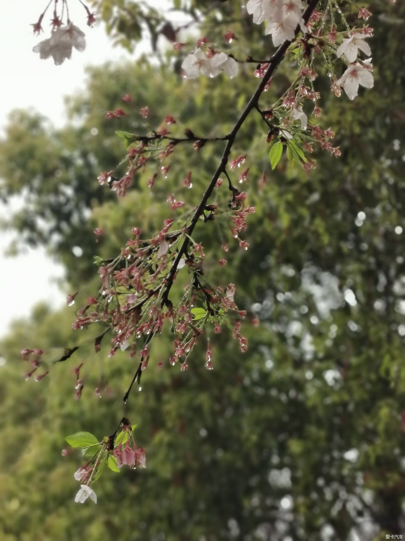 雨中盛开的樱花